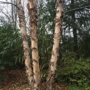 River Birch Tree Live Plant – Multi-Stem Seedling, 12-18 inches, Outdoor - Image 2