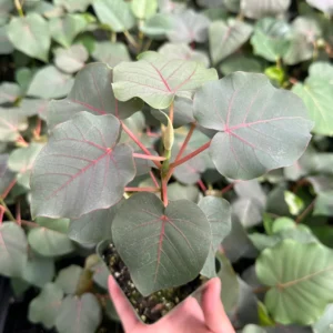 Rock Fig Live Plant (Ficus petiolaris) - Rare Petiolate Fig in 4 inch Pot - Image 1