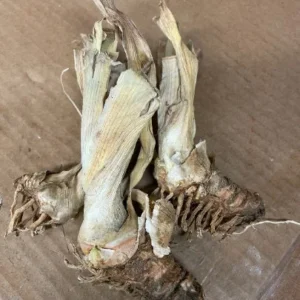 Rock Star Reblooming Bearded Iris Bareroot - Apricot Raspberry Plicata - Live Plant - Image 2