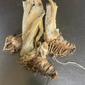 Rock Star Reblooming Bearded Iris Bareroot - Apricot Raspberry Plicata - Live Plant - Image 4