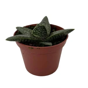 Romeo Gasteria Batesianna Succulent Live Plant – 2.5 inch Pot – Indoor Houseplant - Image 2