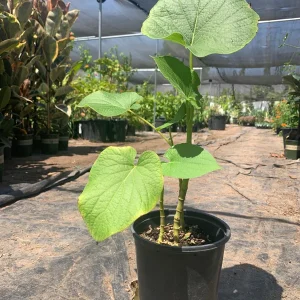 Rootbeer Yerba Santa Live Plant – Aromatic Foliage – 1ft Tall in 6” Pot - Image 2