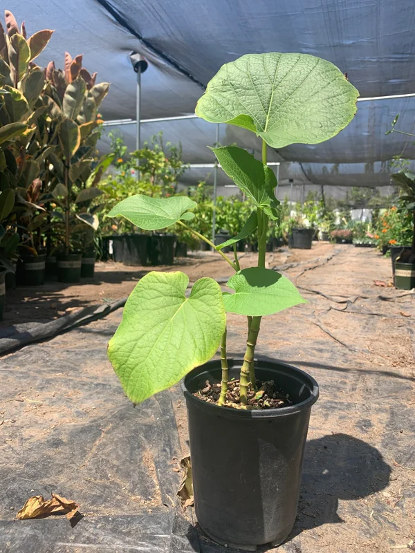 Rootbeer Yerba Santa Live Plant – Aromatic Foliage – 1ft Tall in 6” Pot - Image 2