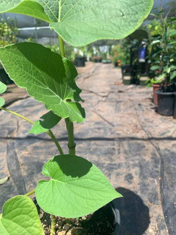 Rootbeer Yerba Santa Live Plant – Aromatic Foliage – 1ft Tall in 6” Pot - Image 3