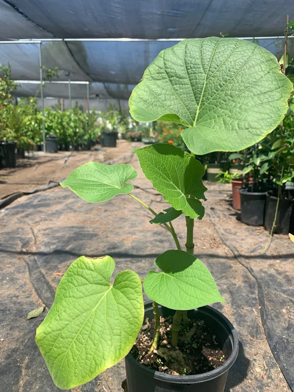 Rootbeer Yerba Santa Live Plant – Aromatic Foliage – 1ft Tall in 6” Pot - Image 1