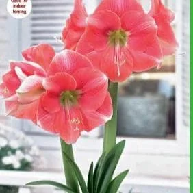 Rosalie Amaryllis Bulb - 30/32 cm, Pink Flowers, Great for Forcing - Image 1