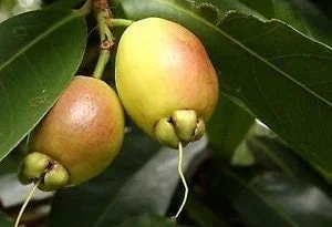 Rose Apple Live Plant (Syzygium Jambos) - 2-3 ft Tall in 3 Gallon Pot - Image 1