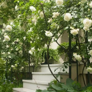 Rose Flower Seeds & Live Cuttings - Plant Your Own Garden Roses - Image 4