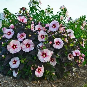 Rose Mallow Live Plant, Hibiscus moscheutos, 20+ Inches Tall, Set of 2 Outdoor Shrubs - Image 2