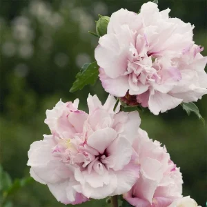 Rose of Sharon Bare Root Plant | Althea Hibiscus Syriacus | 2-Pack Outdoor Shrub - Image 3