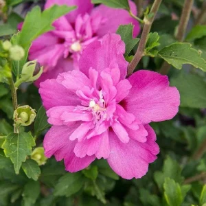 Rose of Sharon Bare Root Plant | Althea Hibiscus Syriacus | 2-Pack Outdoor Shrub - Image 1