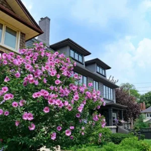 Rose of Sharon Live Plant – 2 Shrubs – 1-2 ft Tall – Outdoor Flowering - Image 2