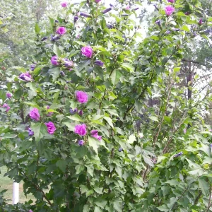 Rose of Sharon Live Plant 6-12 Inches Tall - Hibiscus syriacus Outdoor Shrub - Image 4