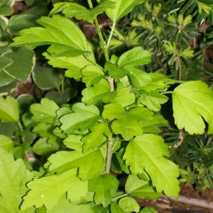 Rose of Sharon Live Plant 6-12 Inches Tall - Hibiscus syriacus Outdoor Shrub - Image 7