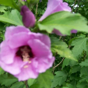 Rose of Sharon Live Plant Set – 2 Plants, 6-12 Inches Tall, 1-2 Year Old, Outdoor - Image 5