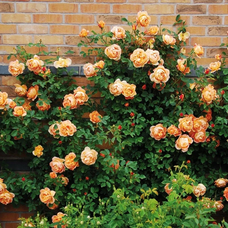 Rose Seeds & Cuttings - 50+ Count for Planting Beautiful Flowers - Indoor/Outdoor - Image 4