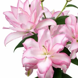 Roselily Flower Bulbs 5 Bulb Mix - Double Oriental Lily Garden Plant Pink White Flowers - Image 7