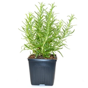 Rosemary Live Herb Plant 10" Tall - Evergreen Aromatic Culinary - Image 2