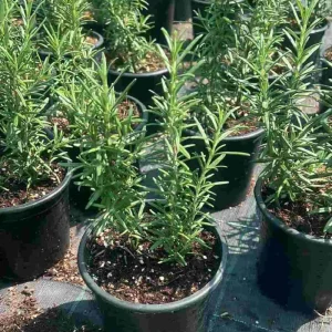 Rosemary Live Plant – 4 Inch Pot – Fragrant Culinary Herb for Garden & Containers - Image 2