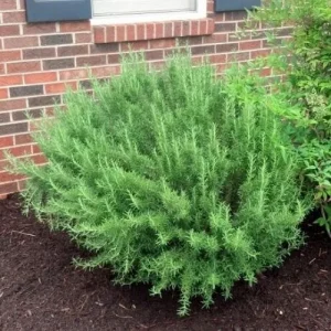 Rosemary Live Plant – 4 Inch Pot – Fragrant Culinary Herb for Garden & Containers - Image 3