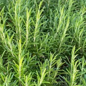 Rosemary Live Plant – 4 Inch Pot – Fragrant Culinary Herb for Garden & Containers - Image 5