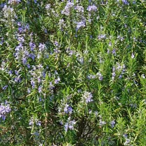 Rosemary Live Plant – 4 Inch Pot – Fragrant Culinary Herb for Garden & Containers - Image 6