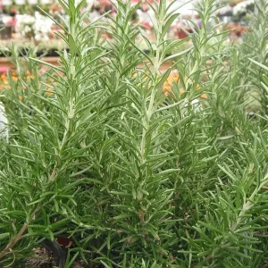 Rosemary Seeds Non-GMO Heirloom - 50+ Seeds for Aromatic Herb Garden - Image 4
