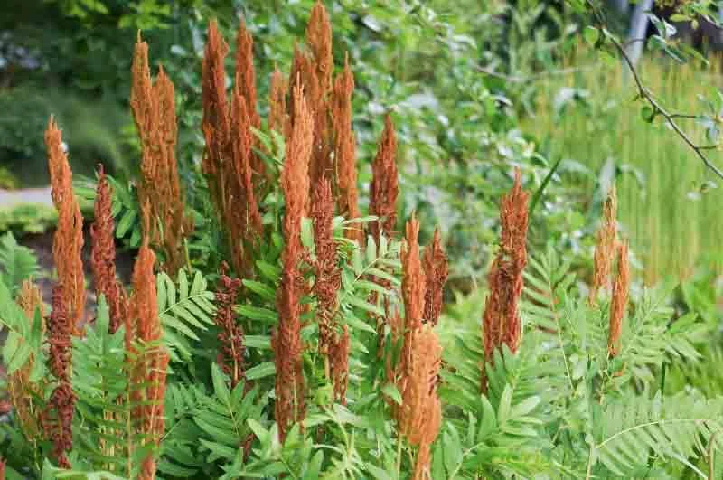 Royal Fern Live Plant - Osmunda regalis - Striking Deciduous Outdoor Fern - Image 2