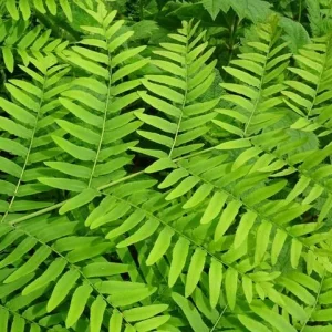 Royal Fern Live Plant - Osmunda regalis - Striking Deciduous Outdoor Fern - Image 3