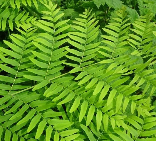 Royal Fern Live Plant - Osmunda regalis - Striking Deciduous Outdoor Fern - Image 3