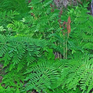 Royal Fern Live Plant - Osmunda regalis - Striking Deciduous Outdoor Fern - Image 1