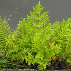 Royal Fern Live Plant - Osmunda regalis - Striking Deciduous Outdoor Fern - Image 4