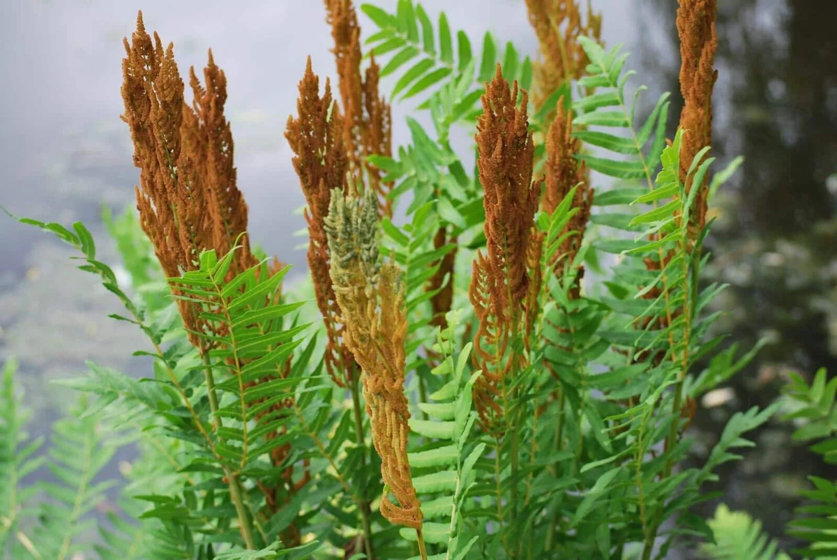 Royal Fern Live Plant - Osmunda regalis - Striking Deciduous Outdoor Fern - Image 5