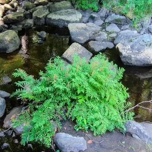 Royal Fern Live Plant - Osmunda regalis - Striking Deciduous Outdoor Fern - Image 6
