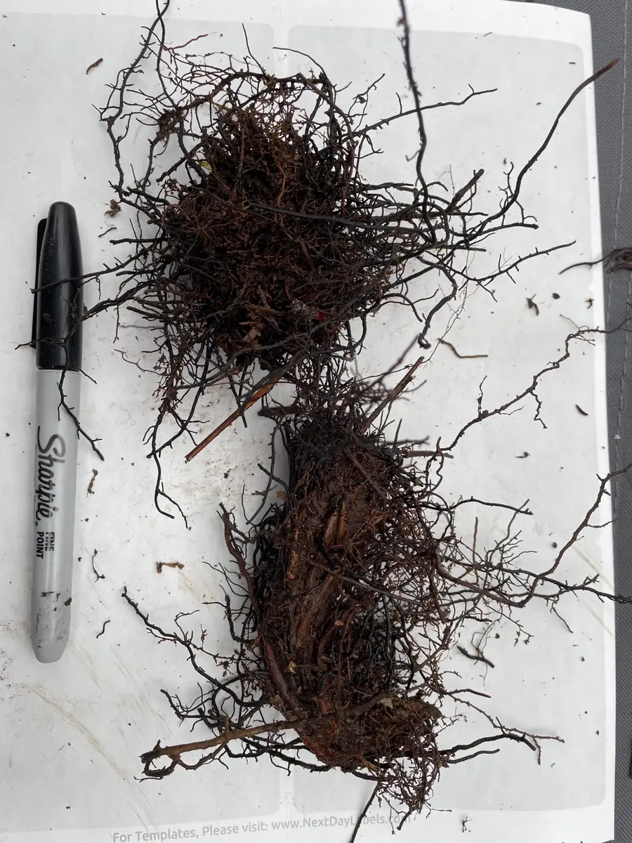 Royal Fern Live Plant - Osmunda regalis - Striking Deciduous Outdoor Fern - Image 7