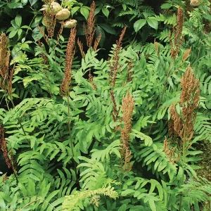 Royal Fern (Osmunda Regalis) Bare-root Plant - Deciduous Wetland Fern - Image 2