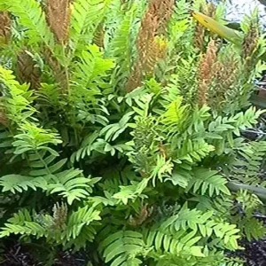 Royal Fern (Osmunda Regalis) Bare-root Plant - Deciduous Wetland Fern - Image 8