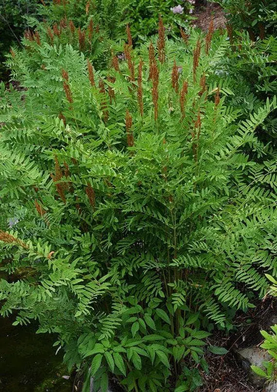 Royal Fern (Osmunda Regalis) Bare-root Plant - Deciduous Wetland Fern - Image 1