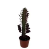 Royal Red African Milk Tree - Euphorbia trigona Live Plant - 2.5" Pot Indoor - Image 1