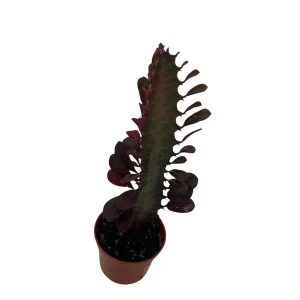 Royal Red African Milk Tree - Euphorbia trigona Live Plant - 2.5