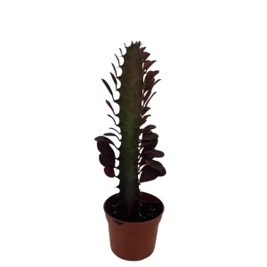 Royal Red African Milk Tree - Euphorbia trigona Live Plant - 2.5