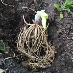 Royal Standard Hosta Bare Root Plant - Fragrant White Flowers, Sun Tolerant, Perennial - Image 2