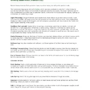 Royal Standard Hosta Bare Root Plant - Fragrant White Flowers, Sun Tolerant, Perennial - Image 4