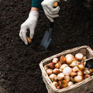 Ruby Giant Snow Crocus Bulbs - Hardy Perennial Flower - 25 Bulbs, 5/+ cm - Image 3