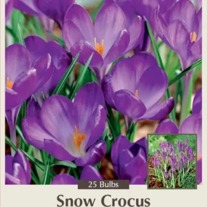 Ruby Giant Snow Crocus Bulbs - Hardy Perennial Flower - 25 Bulbs, 5/+ cm - Image 1