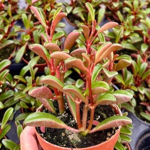 Ruby Glow Peperomia Live Plant – Red Succulent in 4 inch Pot – Indoor - Image 3