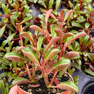 Ruby Glow Peperomia Live Plant – Red Succulent in 4 inch Pot – Indoor - Image 4