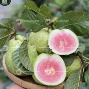 Ruby Guava Live Fruit Tree - 5-8 inch Tropical Edible Plant - Image 10