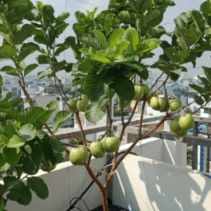 Ruby Guava Live Fruit Tree - 5-8 inch Tropical Edible Plant - Image 8