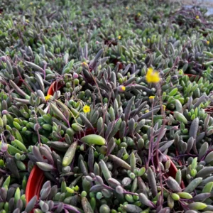 Ruby Necklace Succulent Live Plant - Othonna Capensis - Trailing Succulent - 2 inch Pot - Image 2